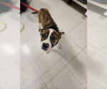 Small #4 Mutt