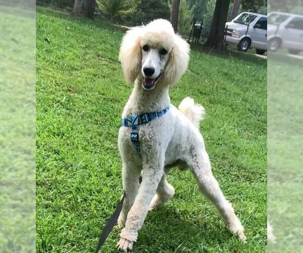 Medium Photo #4 Poodle (Standard) Puppy For Sale in Pacolet, SC, USA