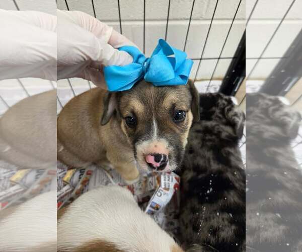 Medium Photo #4 Australian Shepherd-Unknown Mix Puppy For Sale in SHERBURNE, NY, USA