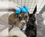 Small #3 Australian Shepherd Mix