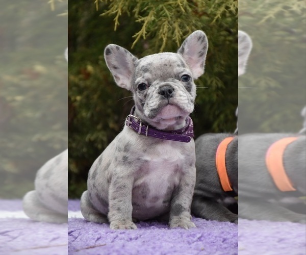 Medium Photo #6 French Bulldog Puppy For Sale in GRESHAM, OR, USA