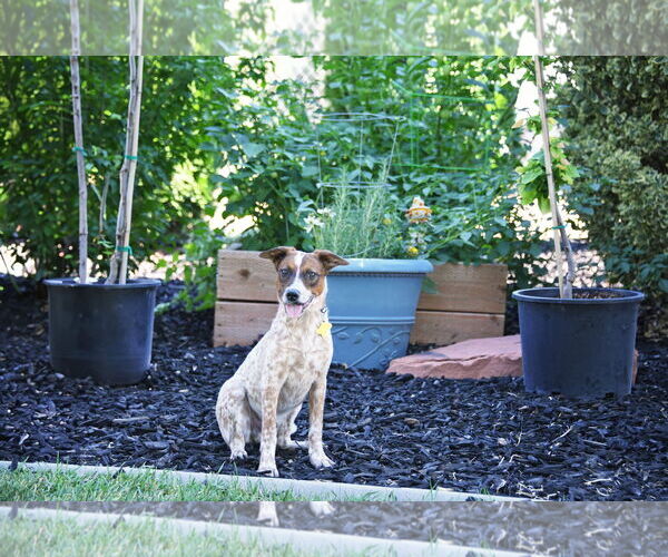 Medium Photo #2 Mutt Puppy For Sale in Sandy, UT, USA