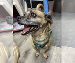Small #1 Pug Mix