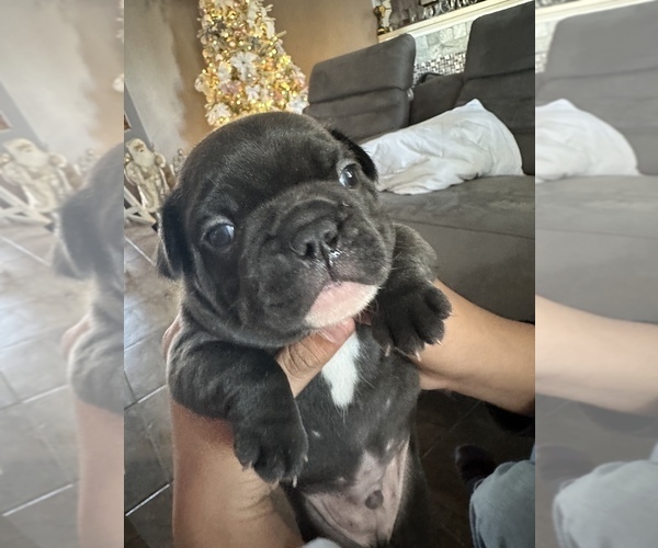 Medium Photo #5 French Bulldog Puppy For Sale in CLERMONT, FL, USA