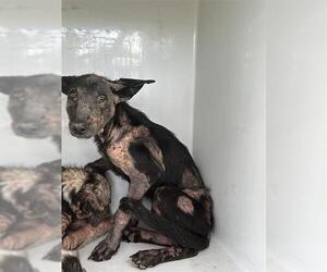 German Shepherd Dog-Unknown Mix Dogs for adoption in Houston, TX, USA