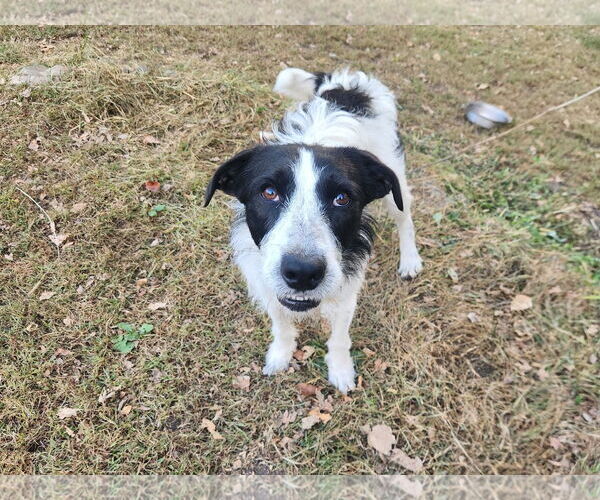 Medium Photo #3 Mutt Puppy For Sale in Brooklyn Center, MN, USA