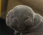 Small Photo #7 French Bulldog Puppy For Sale in SAN TAN VALLEY, AZ, USA