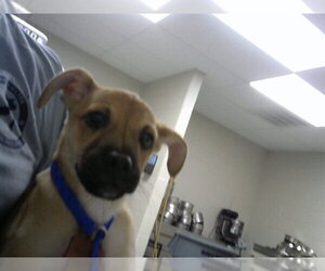 Black Mouth Cur Dogs for adoption in Pasadena, TX, USA