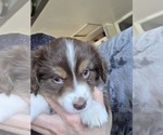 Puppy Red tri Miniature Australian Shepherd