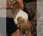 Small Photo #27 Basset Hound Puppy For Sale in BYHALIA, MS, USA