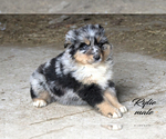 Small Photo #15 Australian Shepherd Puppy For Sale in CLARE, MI, USA