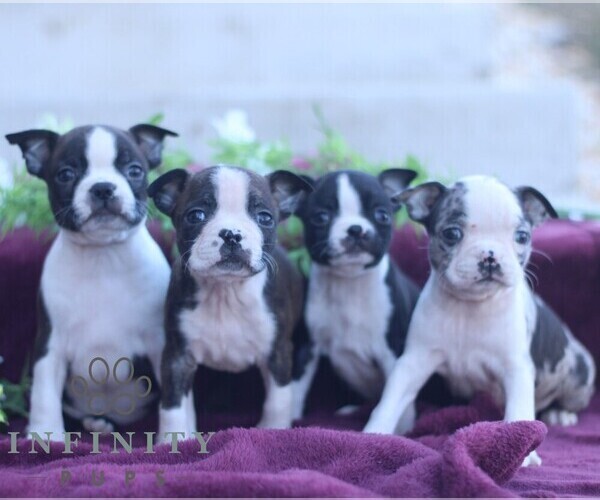 Medium Photo #2 Boston Terrier Puppy For Sale in PORT ROYAL, PA, USA