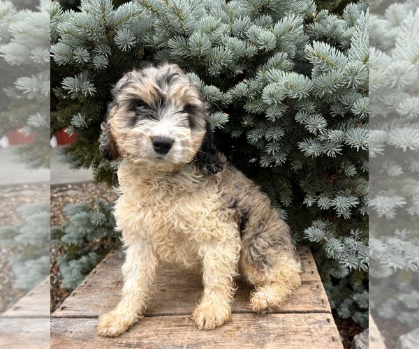 Medium Photo #5 Cockapoo Puppy For Sale in MIDDLEBURY, IN, USA