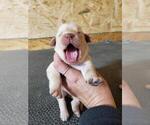 Small Photo #5 Labrador Retriever Puppy For Sale in DUNN, NC, USA