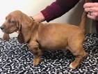 Small Photo #13 Basset Hound Puppy For Sale in DARLINGTON, MD, USA