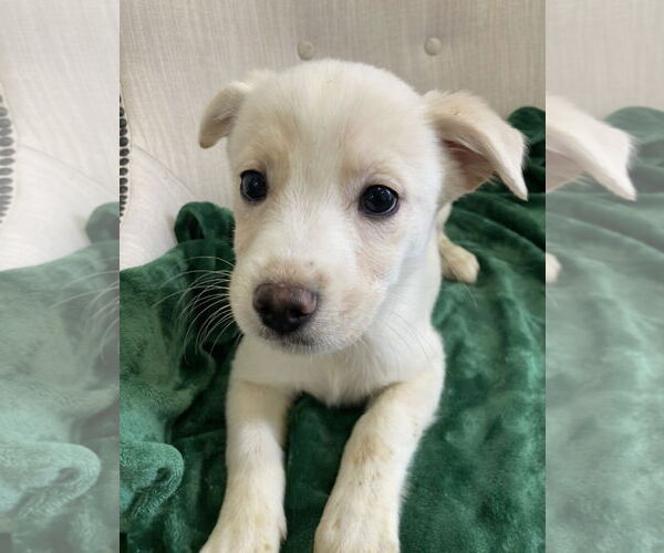 Medium Photo #1 Boxer-Retriever  Mix Puppy For Sale in Pottstown, PA, USA