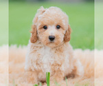 Small Photo #50 Maltipoo (Miniature) Puppy For Sale in WARSAW, IN, USA