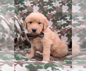 Golden Retriever Puppy for sale in NARVON, PA, USA