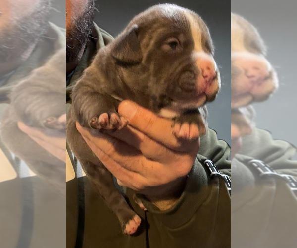 Medium Photo #1 American Bully Puppy For Sale in WALLINGFORD, CT, USA