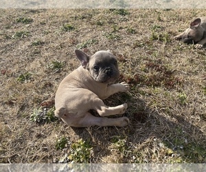 French Bulldog Puppy for sale in GROVETOWN, GA, USA