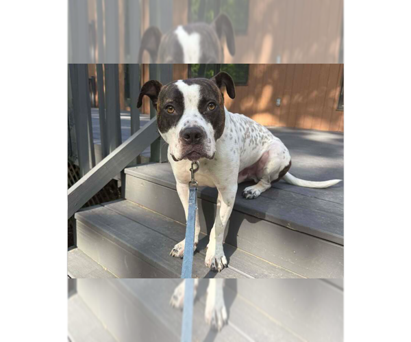 Medium Photo #5 Staffordshire Bull Terrier-Unknown Mix Puppy For Sale in Brewster, NY, USA