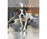 Small #4 Staffordshire Bull Terrier Mix