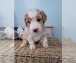 Small Photo #1 Bernedoodle-Miniature Bernedoodle Mix Puppy For Sale in LAKE CITY, FL, USA