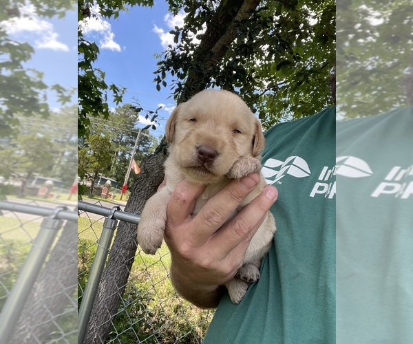 Medium Photo #8 Labradoodle Puppy For Sale in GEORGETOWN, SC, USA
