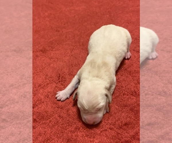 Medium Photo #7 Labrador Retriever Puppy For Sale in CLARKESVILLE, GA, USA