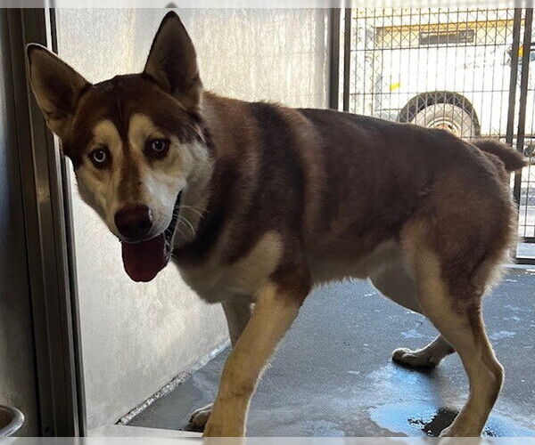 Medium Photo #1 Siberian Husky-Unknown Mix Puppy For Sale in Downey, CA, USA