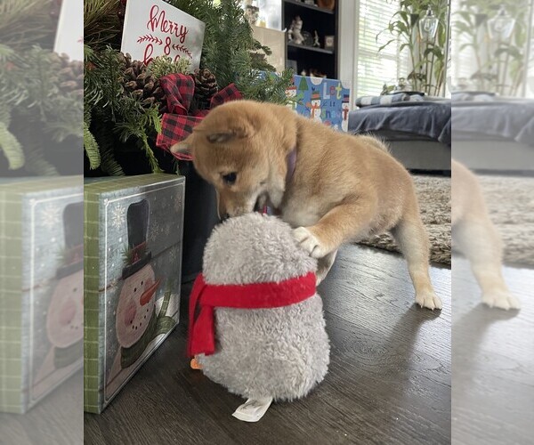 Medium Photo #6 Shiba Inu Puppy For Sale in SNOHOMISH, WA, USA