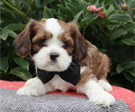 Small #4 Cava-Tzu