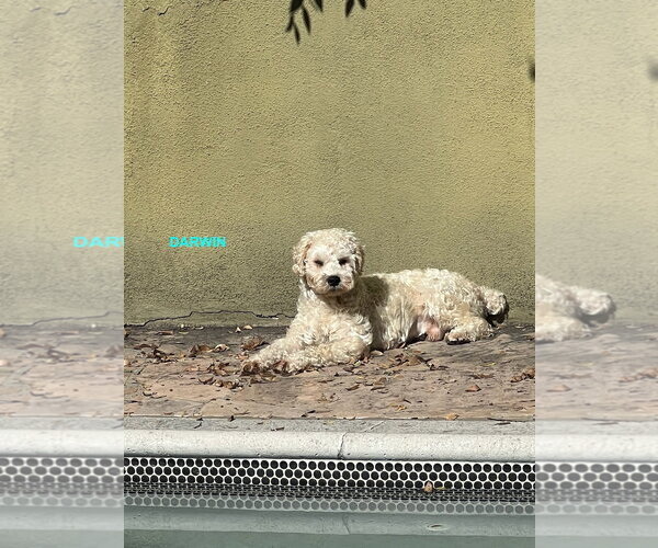 Medium Photo #4 Poodle (Miniature) Puppy For Sale in Woodland Hills, CA, USA