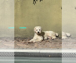 DARWIN - Male Poodle (Miniature) Dog for Adoption - Photo #4