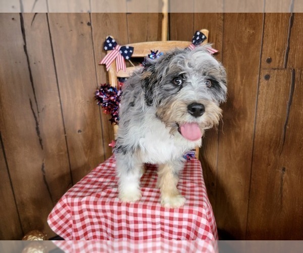 Medium Photo #74 Bernedoodle (Miniature) Puppy For Sale in BLACK FOREST, CO, USA