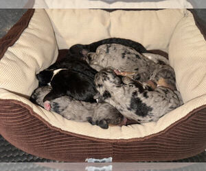 Bernedoodle Litter for sale in CASTLE ROCK, CO, USA