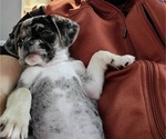 Small Photo #9 Puggle Puppy For Sale in CINCINNATI, OH, USA