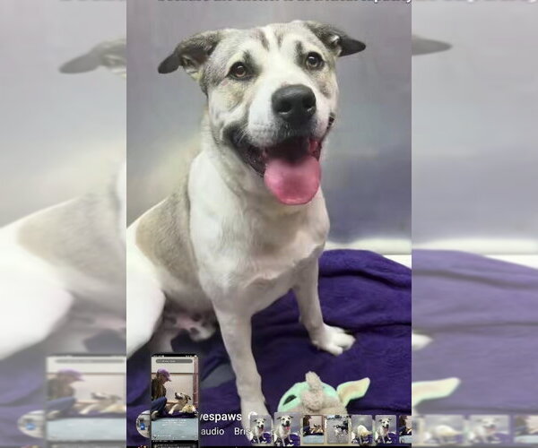 Medium Photo #1 American Staffordshire Terrier-Siberian Husky Mix Puppy For Sale in Winston Salem, NC, USA