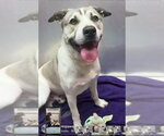Small American Staffordshire Terrier-Siberian Husky Mix