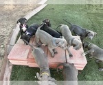 Small Photo #2 American Bully-American Pit Bull Terrier Mix Puppy For Sale in PHOENIX, AZ, USA