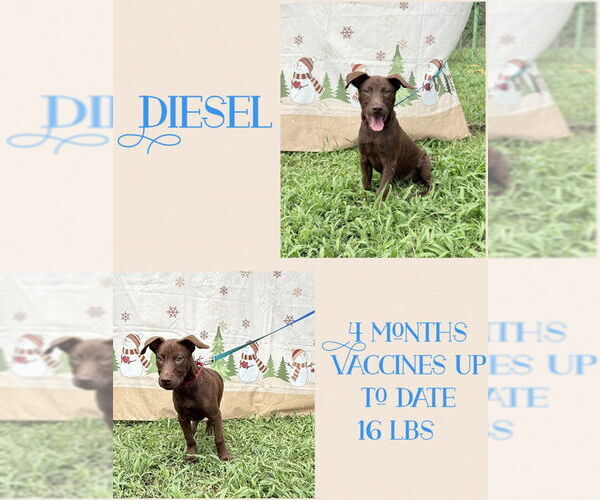 Medium Photo #8 German Shepherd Dog-Retriever  Mix Puppy For Sale in Virginia Beach, VA, USA