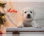 Small Photo #9 Labrador Retriever Puppy For Sale in LOGAN, UT, USA