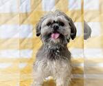 Small Shih Tzu