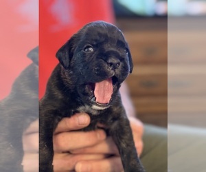 Boxer Puppy for sale in LANSING, MI, USA
