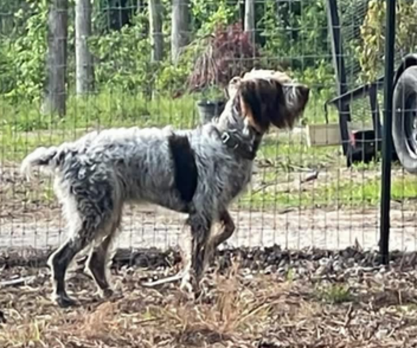 Medium Photo #1 German Wirehaired Pointer Puppy For Sale in LONGS, SC, USA