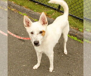 Juno - Female Mutt Dog for Adoption - Photo #2