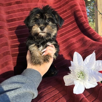 Medium Photo #2 Havashire Puppy For Sale in HOUSTON, TX, USA