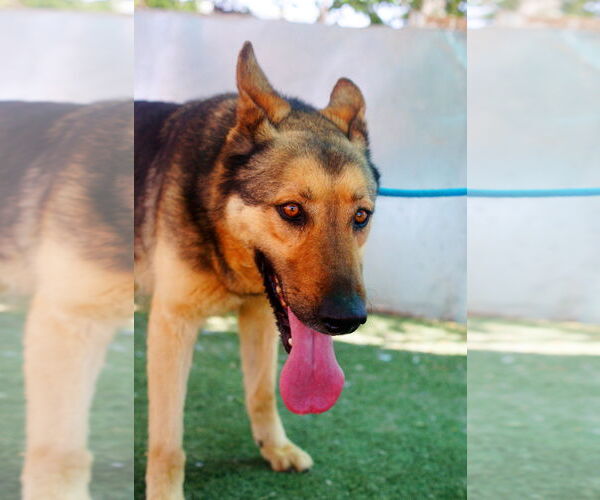 Medium Photo #6 German Shepherd Dog Puppy For Sale in Apple Valley, CA, USA