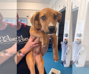 Labrador Retriever Dogs for adoption in Muskegon, MI, USA