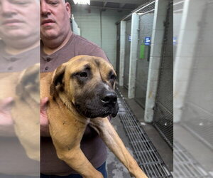 Mastiff-Unknown Mix Dogs for adoption in Stockton, CA, USA